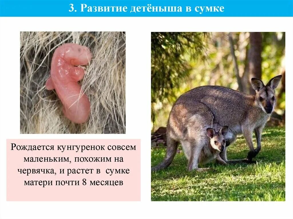 почему человек млекопитающее. человек класс млекопитающие. место развития потомства. особенности строения сумчатых млекопитающих. место развития потомства.