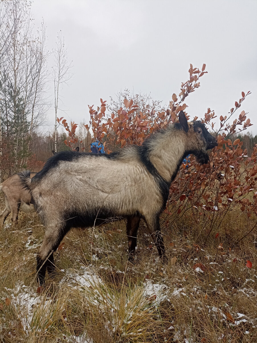 Сникерс, бывший наш козёл. Его взяли на племя, в козий гарем из пять коз. Чему я очень рада