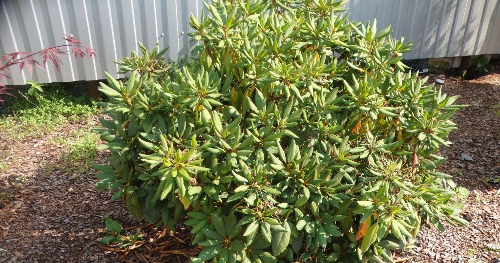 Как готовить рододендрон к зиме