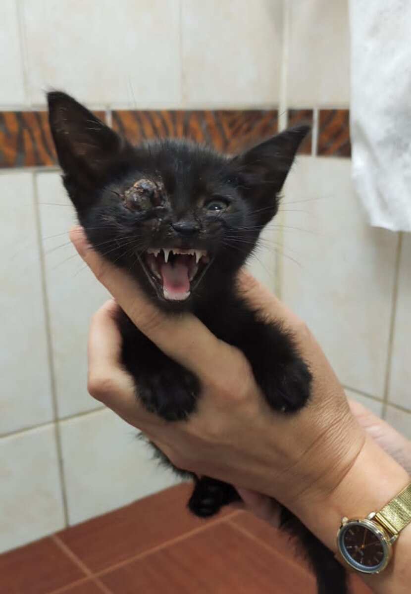 Фото автора. Котёнка таким нашли.