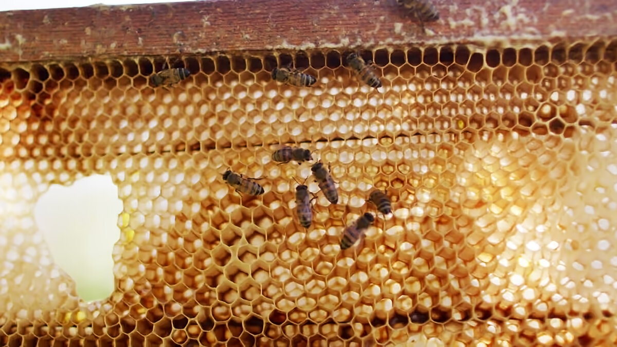 Медоносные пчелы используют шестиугольную форму для сот. Фото: https://pikwizard.com.