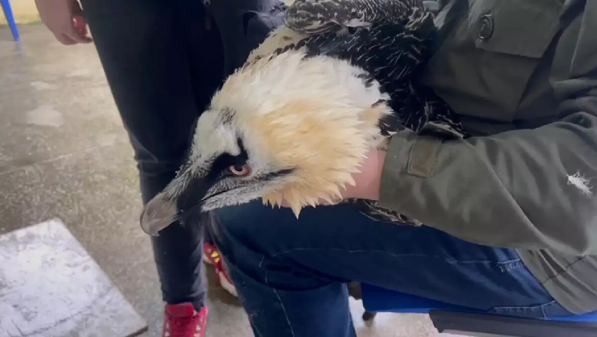     В Ростове-на-Дону за несколько дней обследовали десятки птиц и сделали им рентген, сообщили в зоопарке.