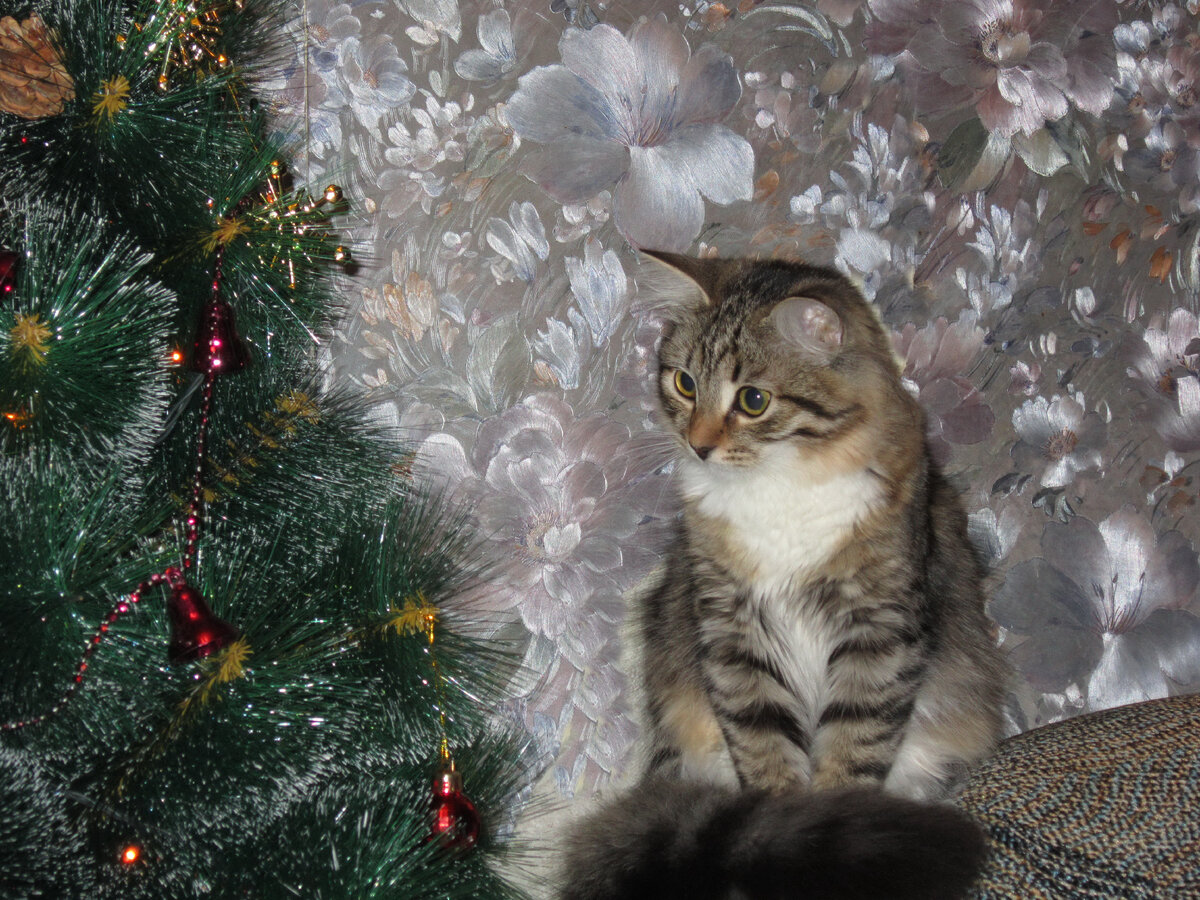 Кошка Кисуля