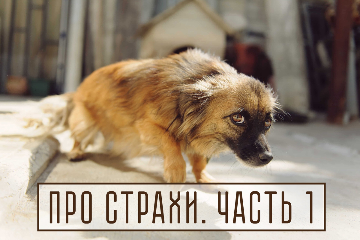 Собака боится остаться одна. Страх собак. Собака боится. Fear of Dogs.