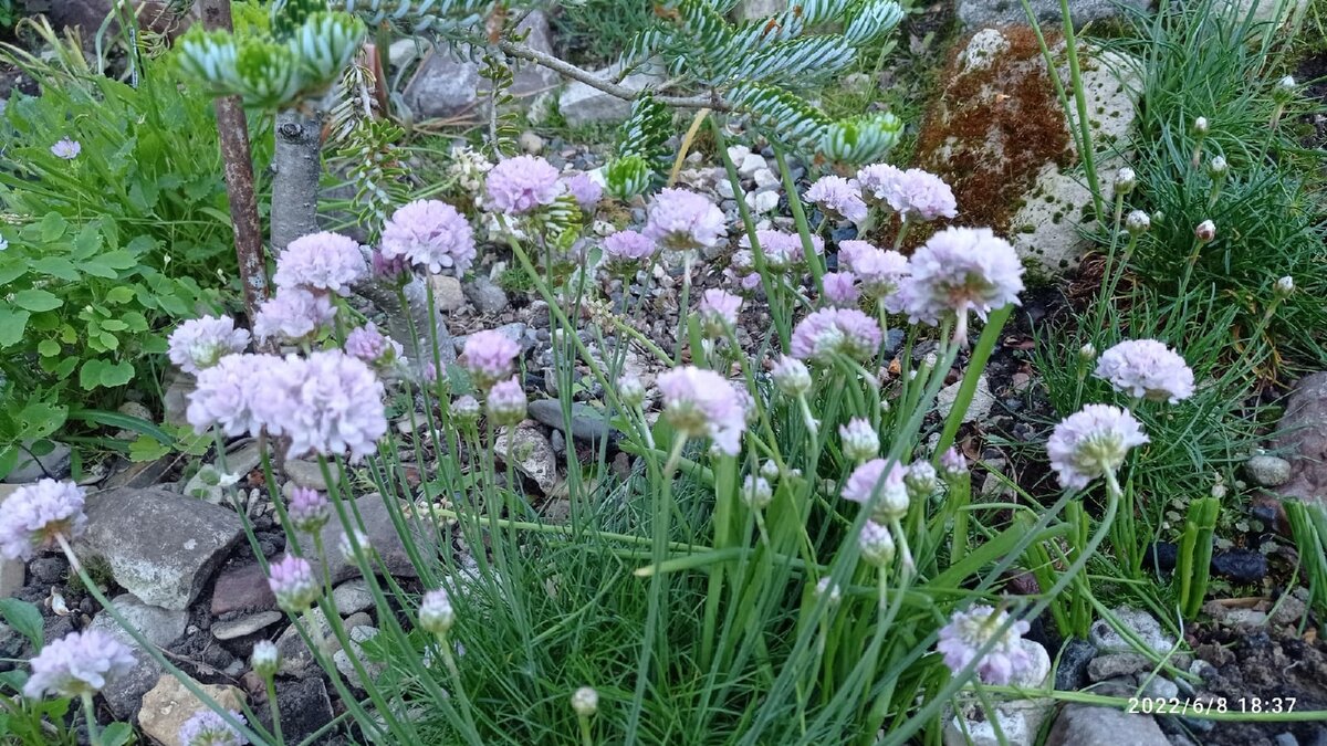 Армерия Трояна.