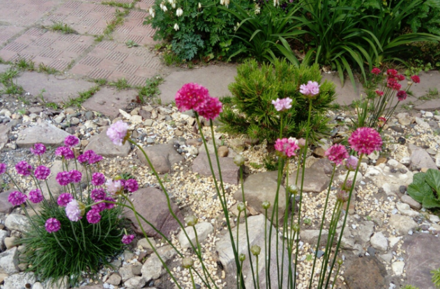 Много армерий