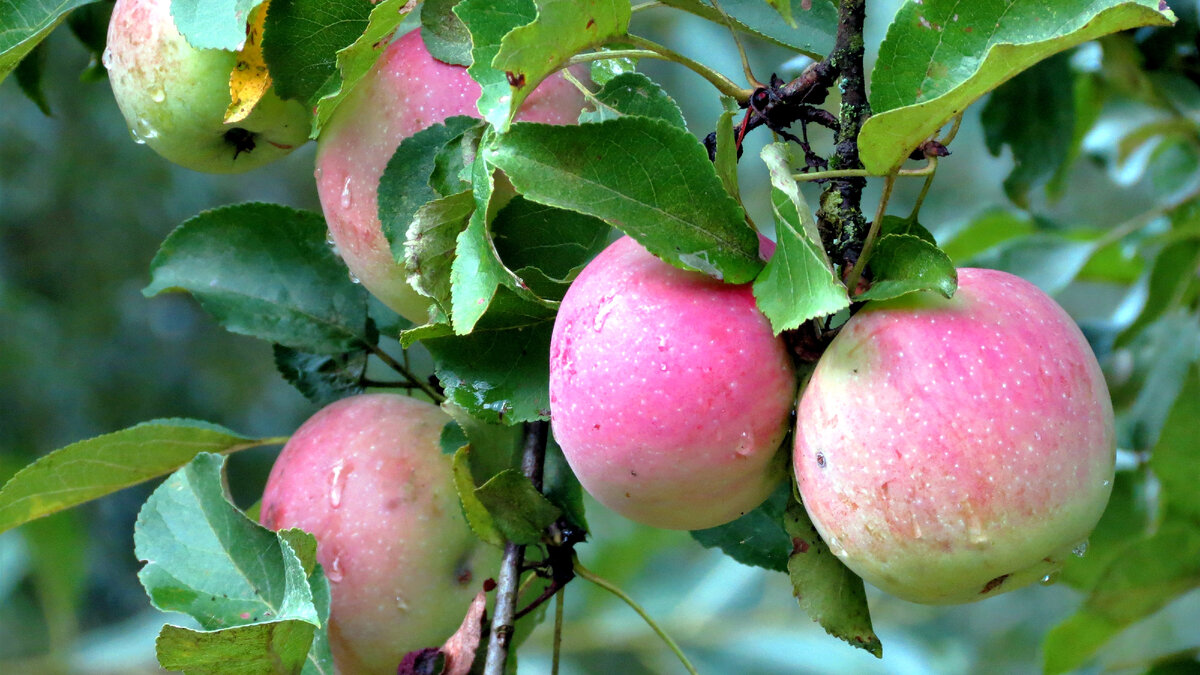 Выращивание яблонь. Выбор рабочих сортов