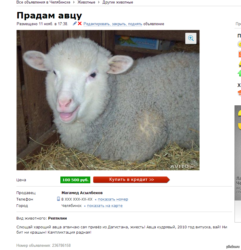 Бесплатная доска объявлений животных. Смешные объявления. Смешные объявления на авито. Смешные объявления о продаже животных. Тупые объявления на авито