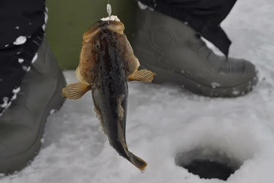 Фото из Яндекса. Ротан.