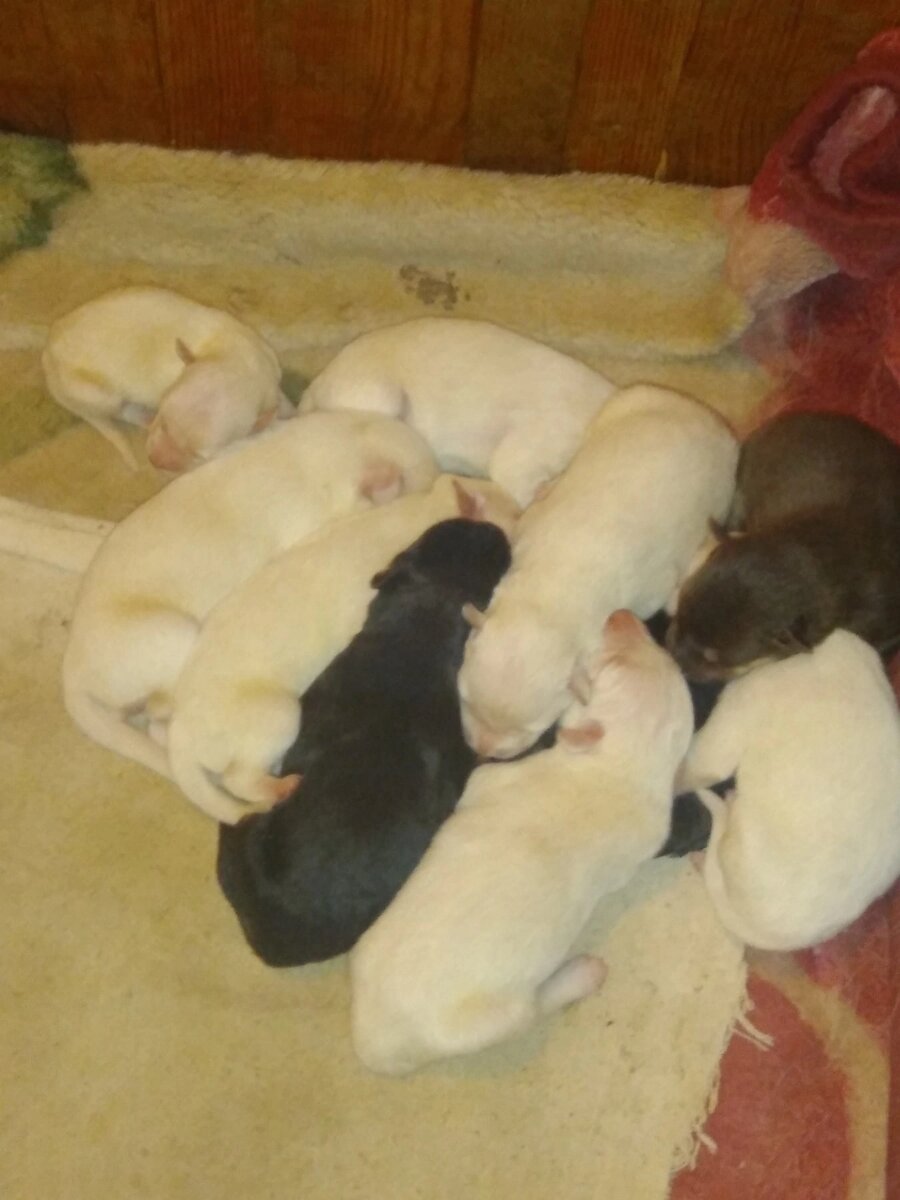 Самый маленький, в верхнем левом углу. 