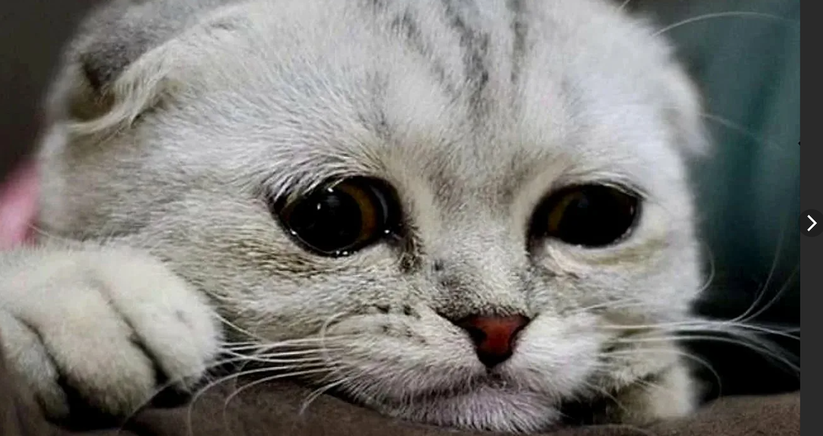 фото из инета