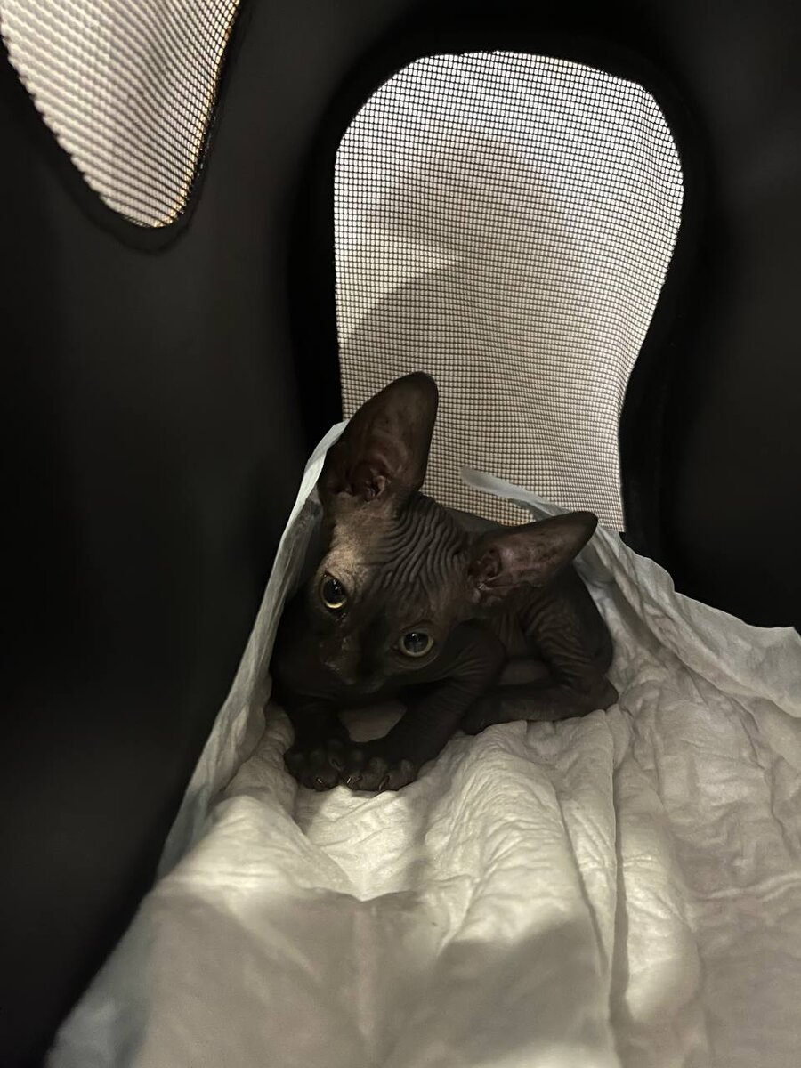 В переноске уже мало сидит. Домик для него не пришёл еще.