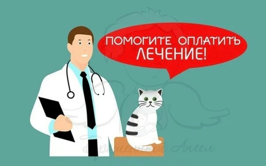 Котику нужна помощь картинки