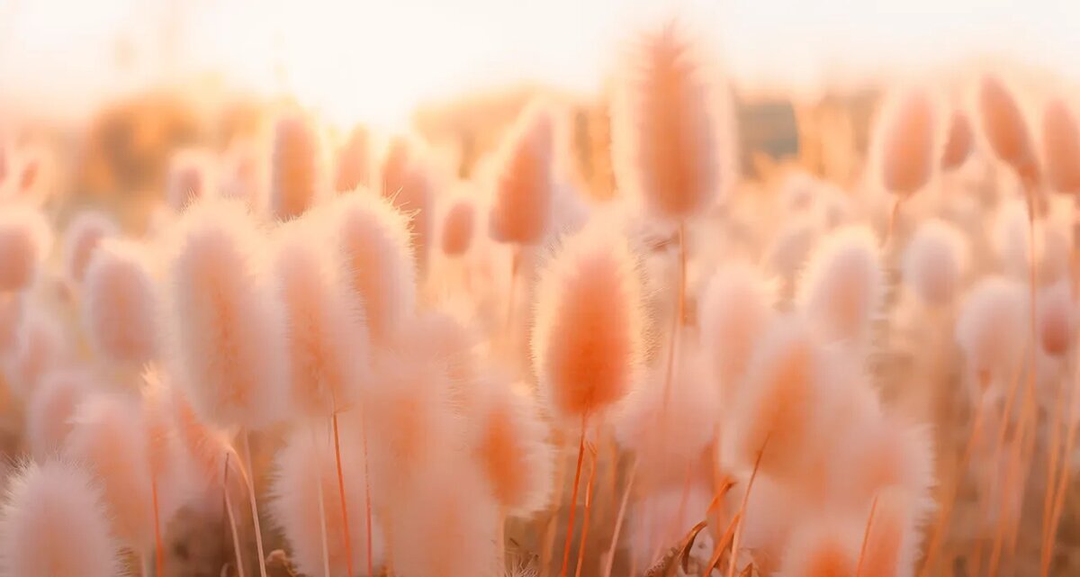 Персиковый пушок - цвет 2024 года. Источник: https://www.pantone.com/color-of-the-year/2024