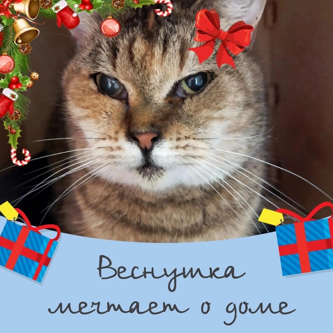 Кошка Веснушка ищет дом 🏠🐈♥️ | Приют для кошек 