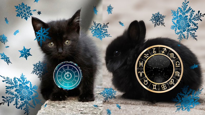 новогодние коты. кот года 2020. кот года 2020. котики 2023. новогодняя кошечка.