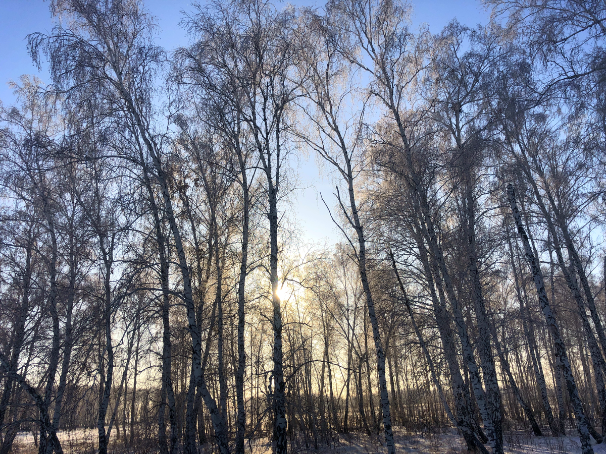 Морозный голый лес фото автора