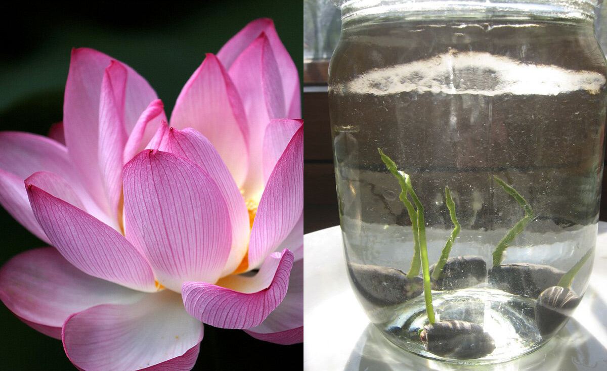 фото сеянцев лотоса 5-6 сутки от начала проращивания в пол литровой банке!- моё фото