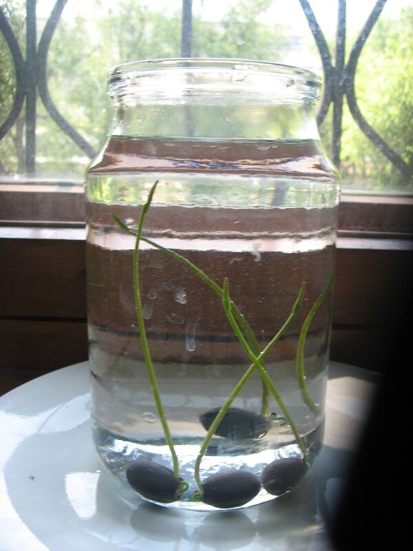 Моё фото сеянцев лотоса: 7-ые сутки от начала проращивания в 1-литровой банке! 