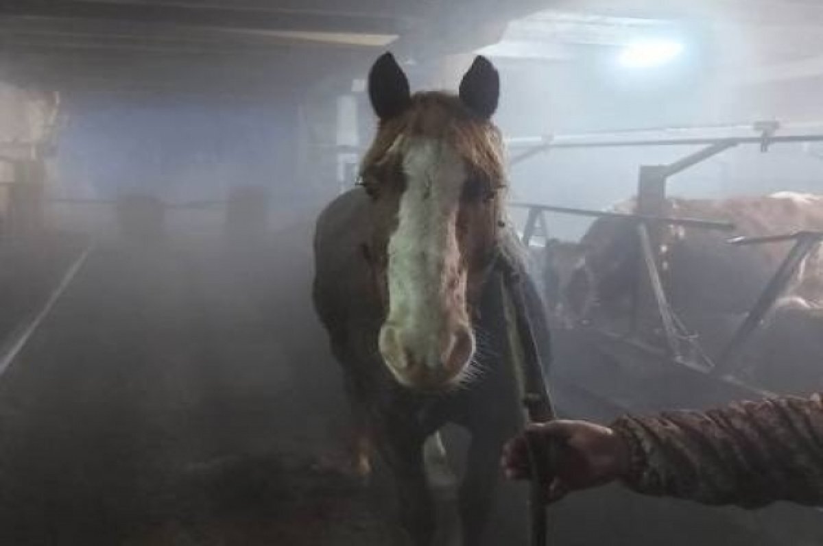    Лошадь, которую пытались похитить.