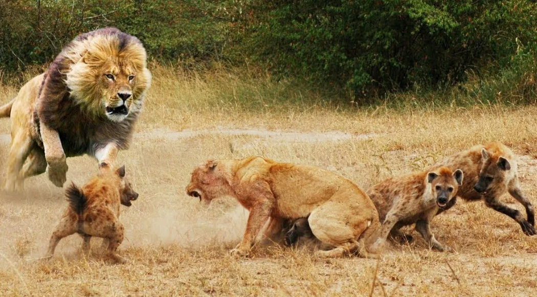 lion vs