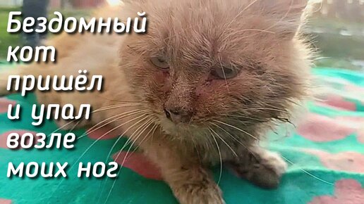 Кот умирал с голоду потому что не мог есть / что с его ртом ?😱😭/ Help save a stray cat