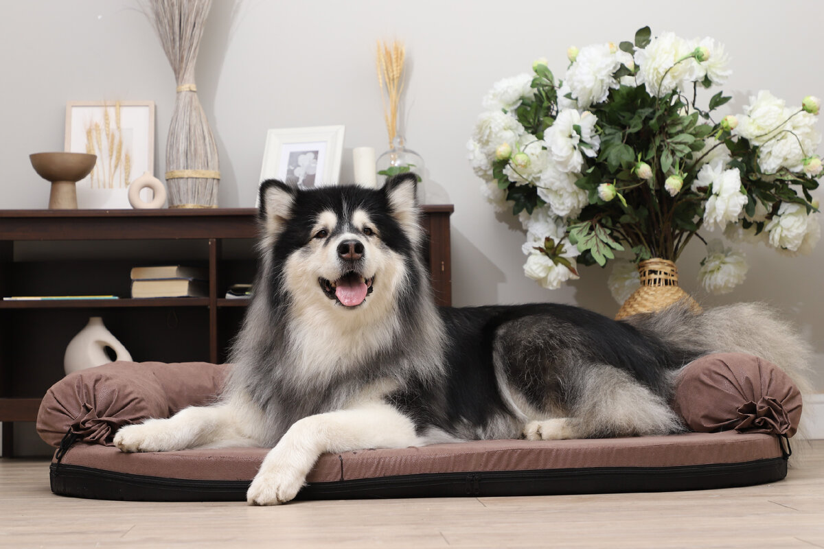 На фото — диван "Элегант" L, Gamma.