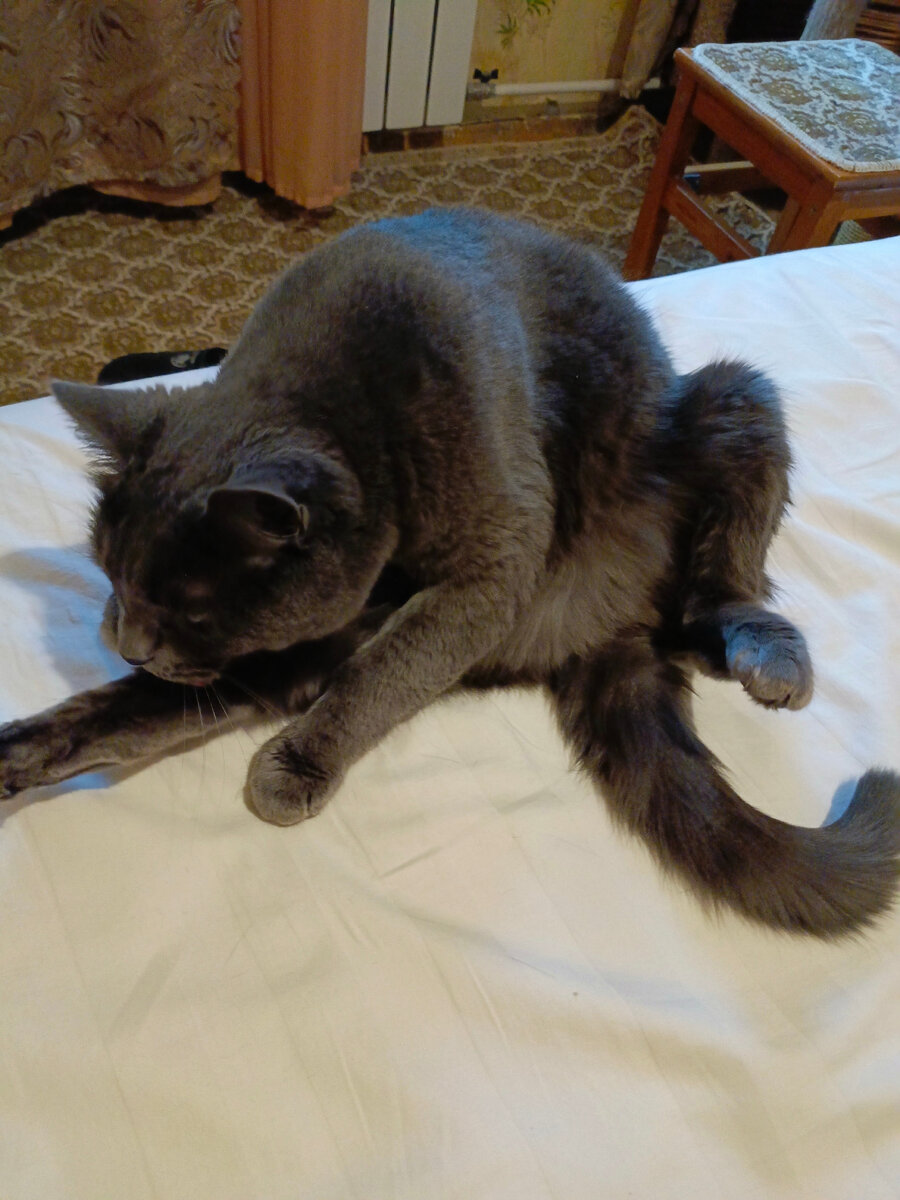 А самые чистюли вылизывается!