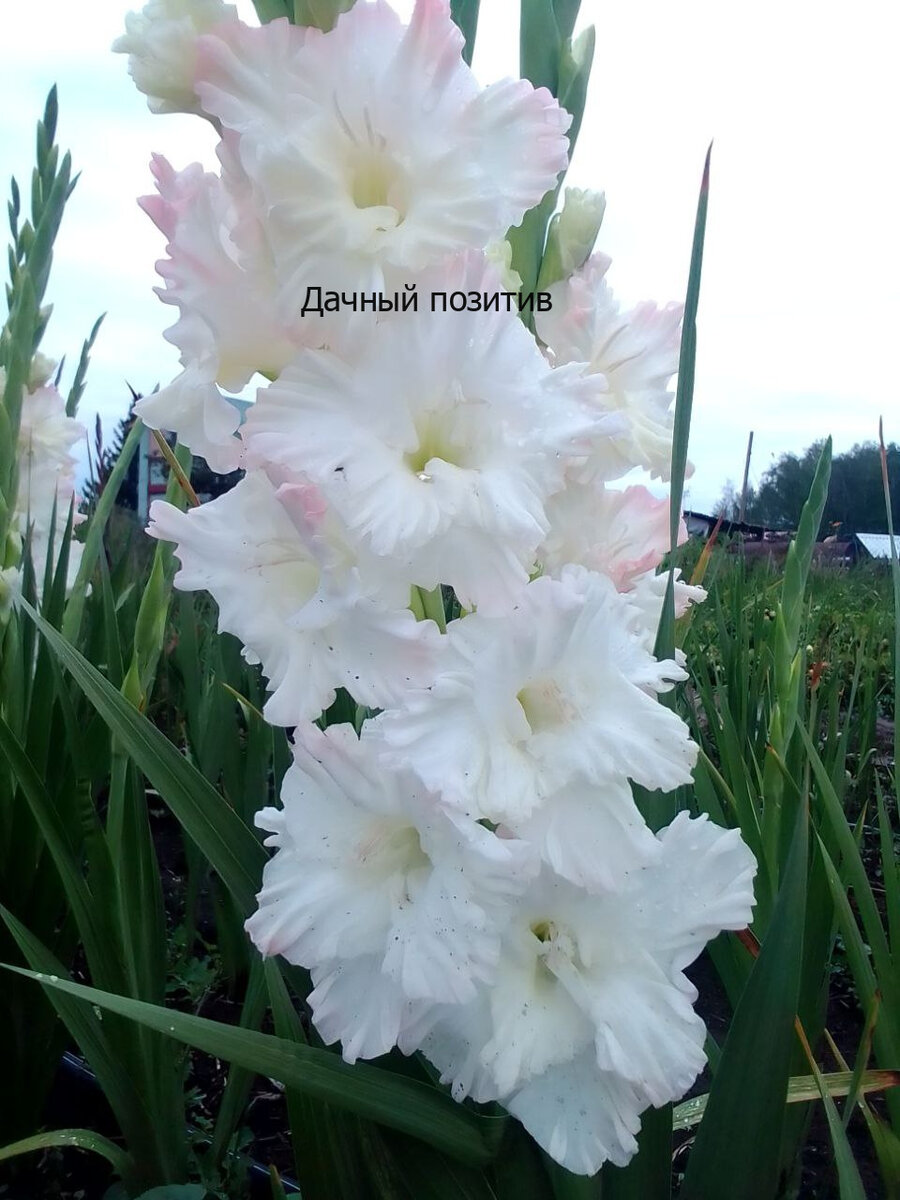 Наш гладиолус сорта Русская красавица