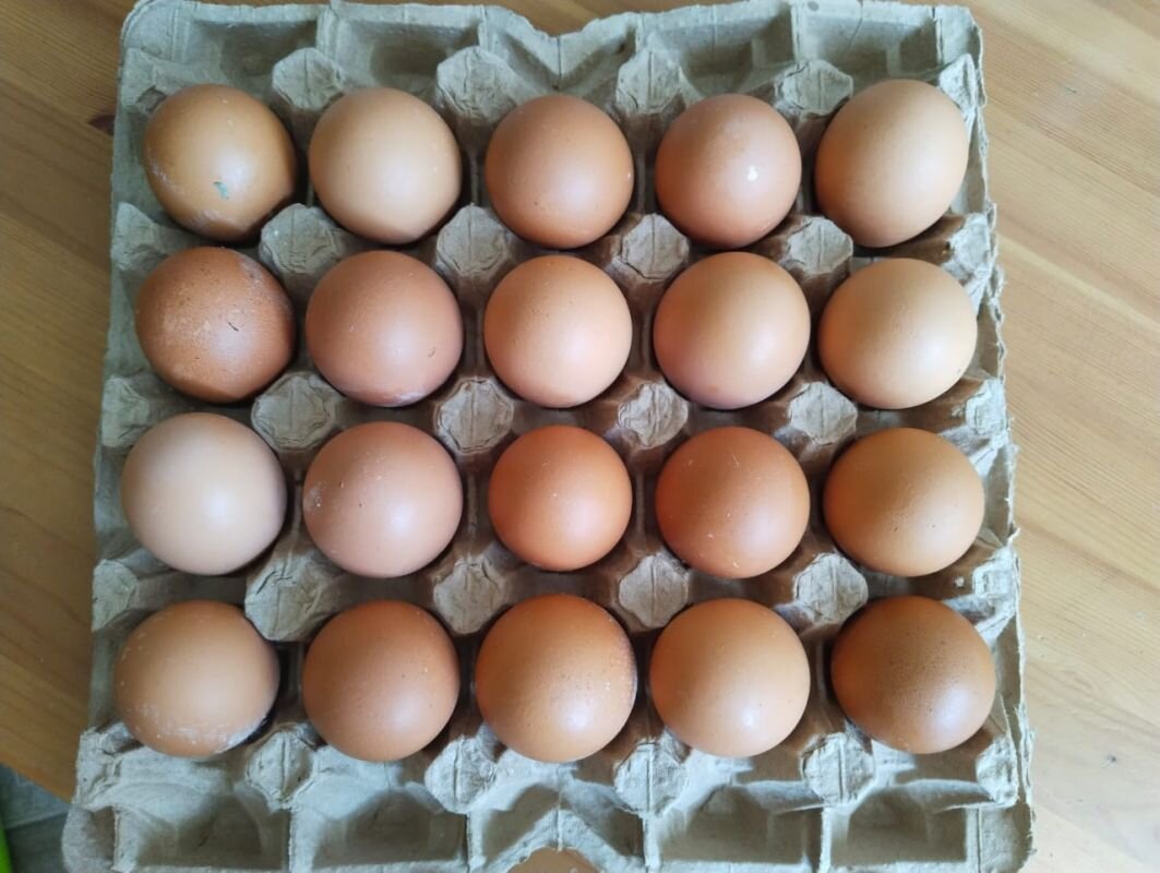 Купить яйцо в белгородской области. Продам яйца. Никиты яйцо купить. Фальшяйцо купить. Денежные яйца купить.