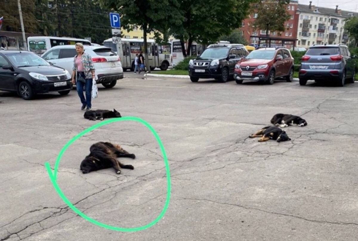 Стали известны подробности нападения собак на студентов возле главного  корпуса ОГУ | «Орловские новости» | Дзен