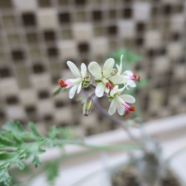Pelargonium carnosum: цветки и растение целиком, тут два фото, листайте