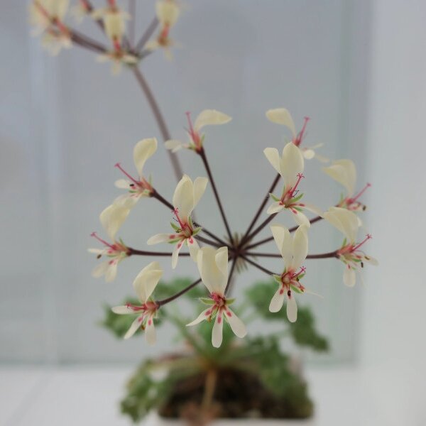 Pelargonium caroli-henrici: цветки и растение целиком, тут два фото, листайте