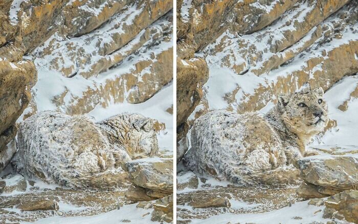 Источник: https://www.reddit.com/r/awesome/comments/12sq0k0/a_snow_leopard_in_its_natural_habitat_at_spiti