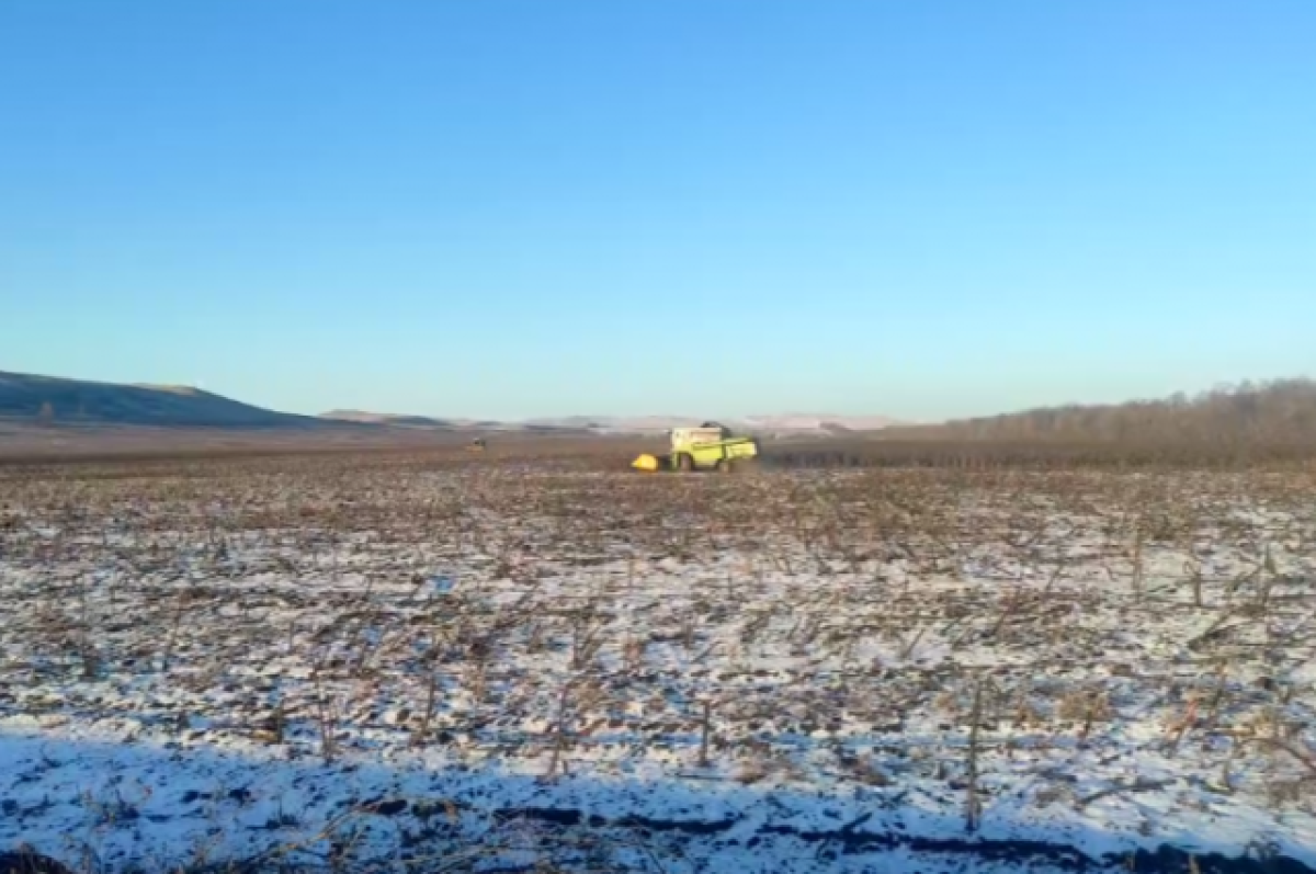    В Кувандыкском районе в декабре выехали убирать урожай