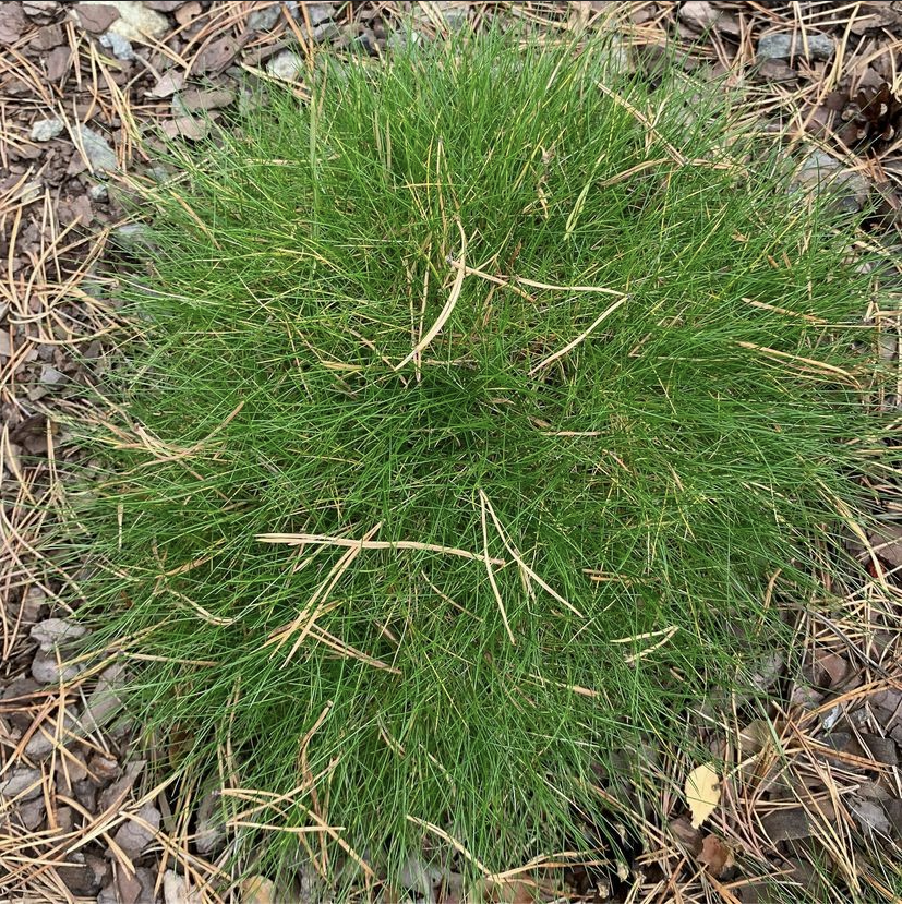 Овсяница Готье 