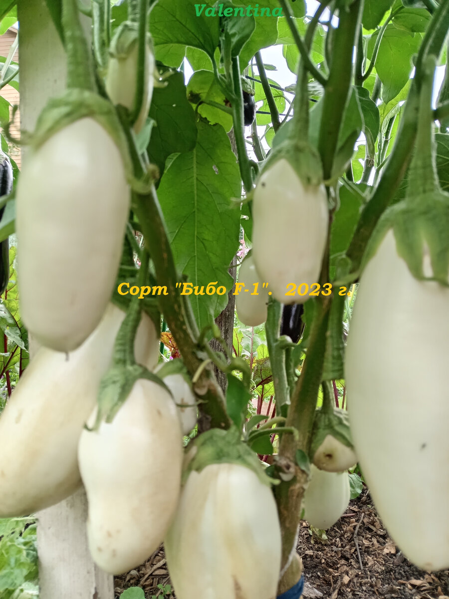 Сорт "Бибо" 2023 год. Проблема та же! 