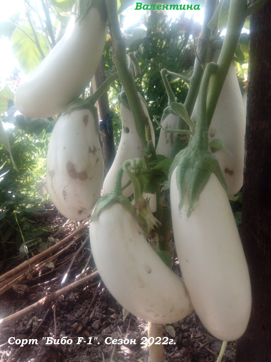 "Бибо" 2022 год. "Чумазые" плоды. 