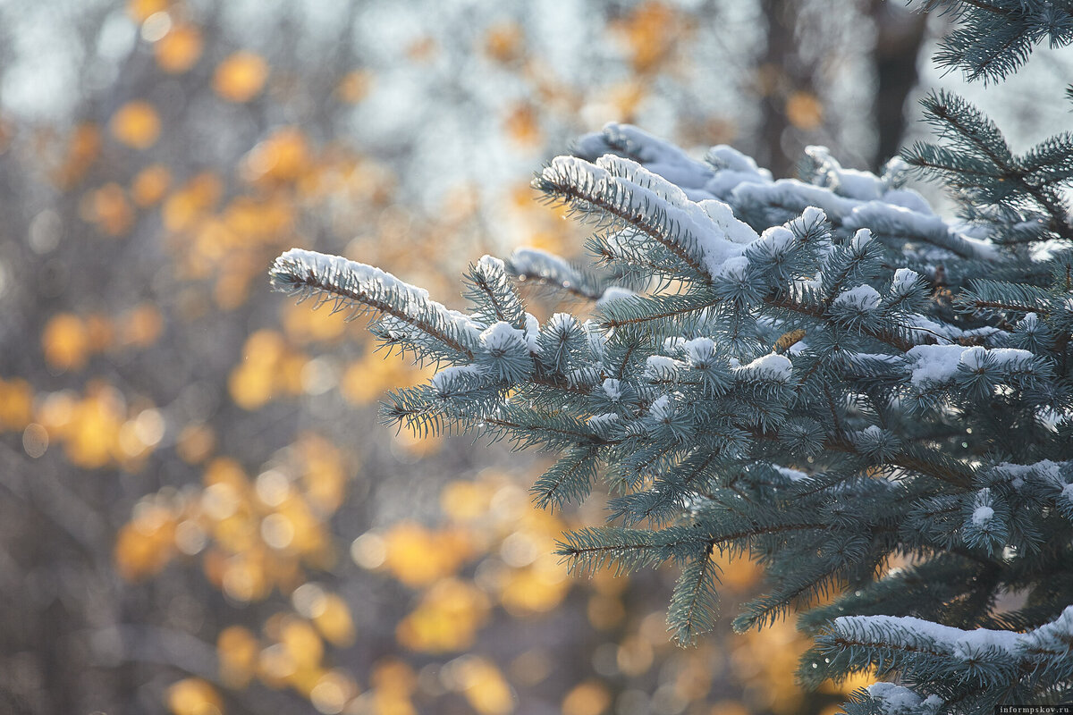 Снег и до +1 градуса тепла ожидаются в Псковской области 12 декабря. Фото: ПАИ