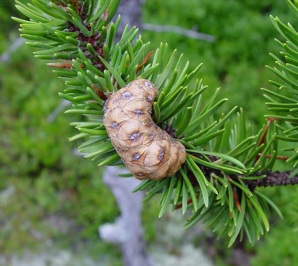 Сорта сосны Банкса