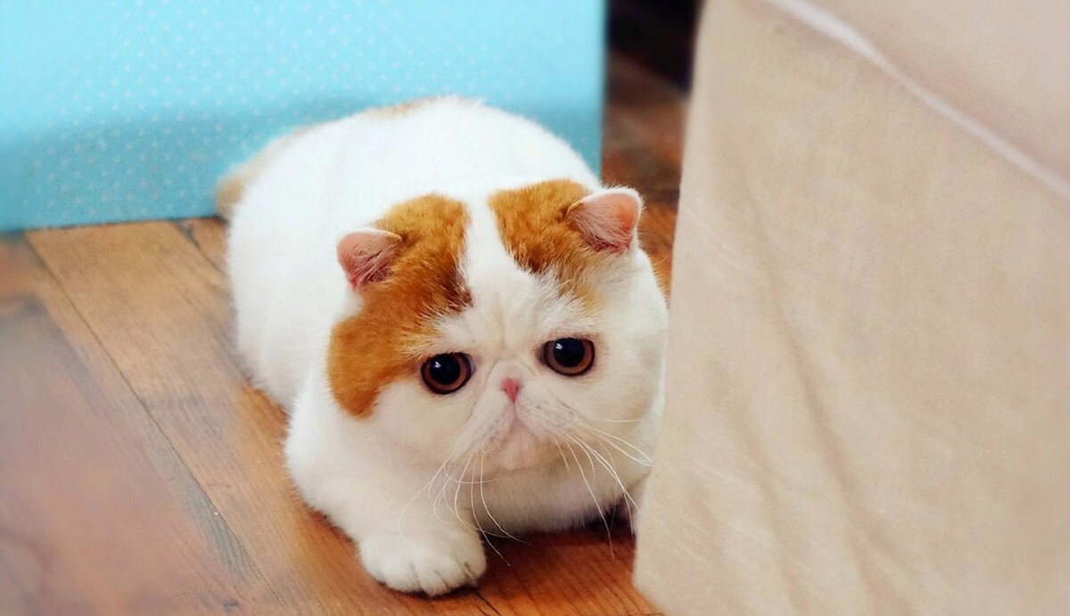 Обаяшка Снупи: самый милый котик в мире | Анимальная зона | Дзен