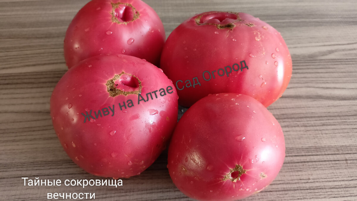 Купить редкие сорта томатов семена Ваш сад Питомник Ника Nikaland