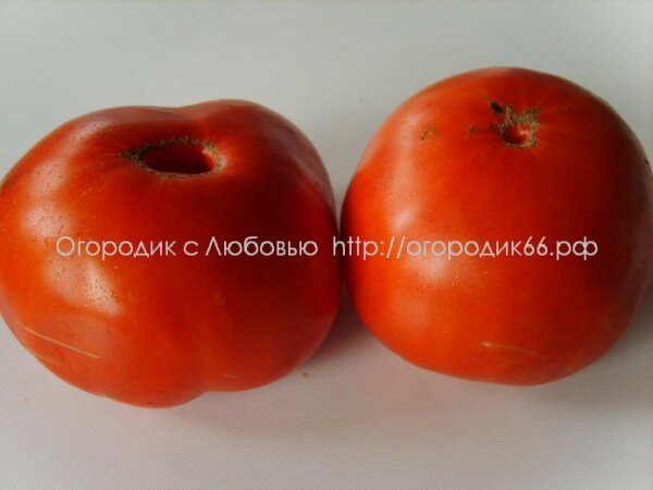   ( Hercegovac ) 