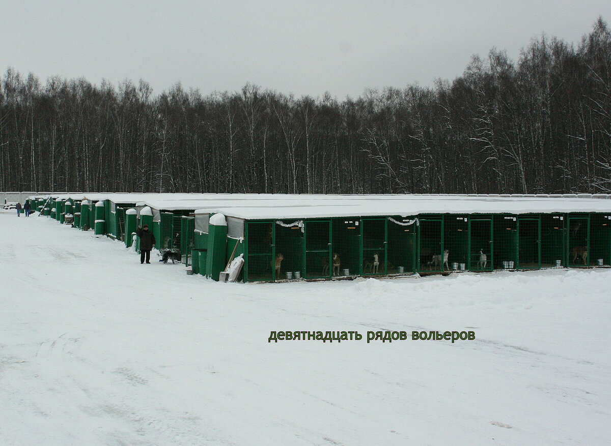 Вот так выглядели основные пейзажи приюта. Первые вольеры.