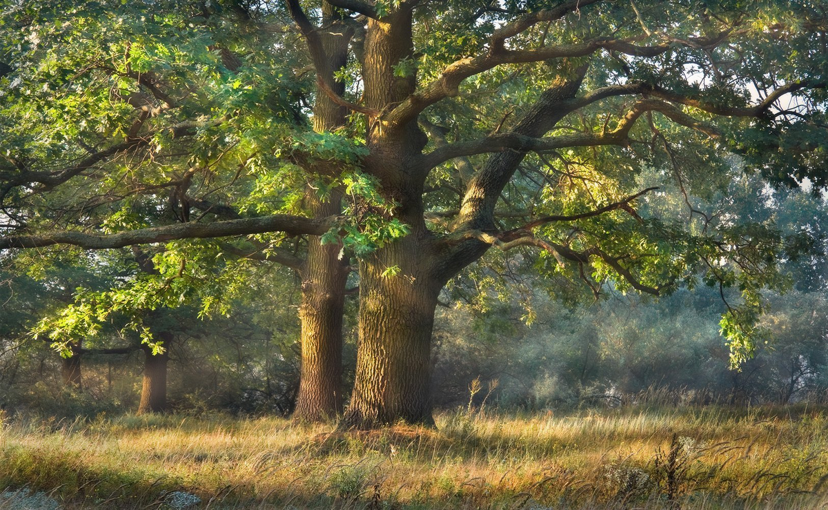 Интернет - свободный доступ