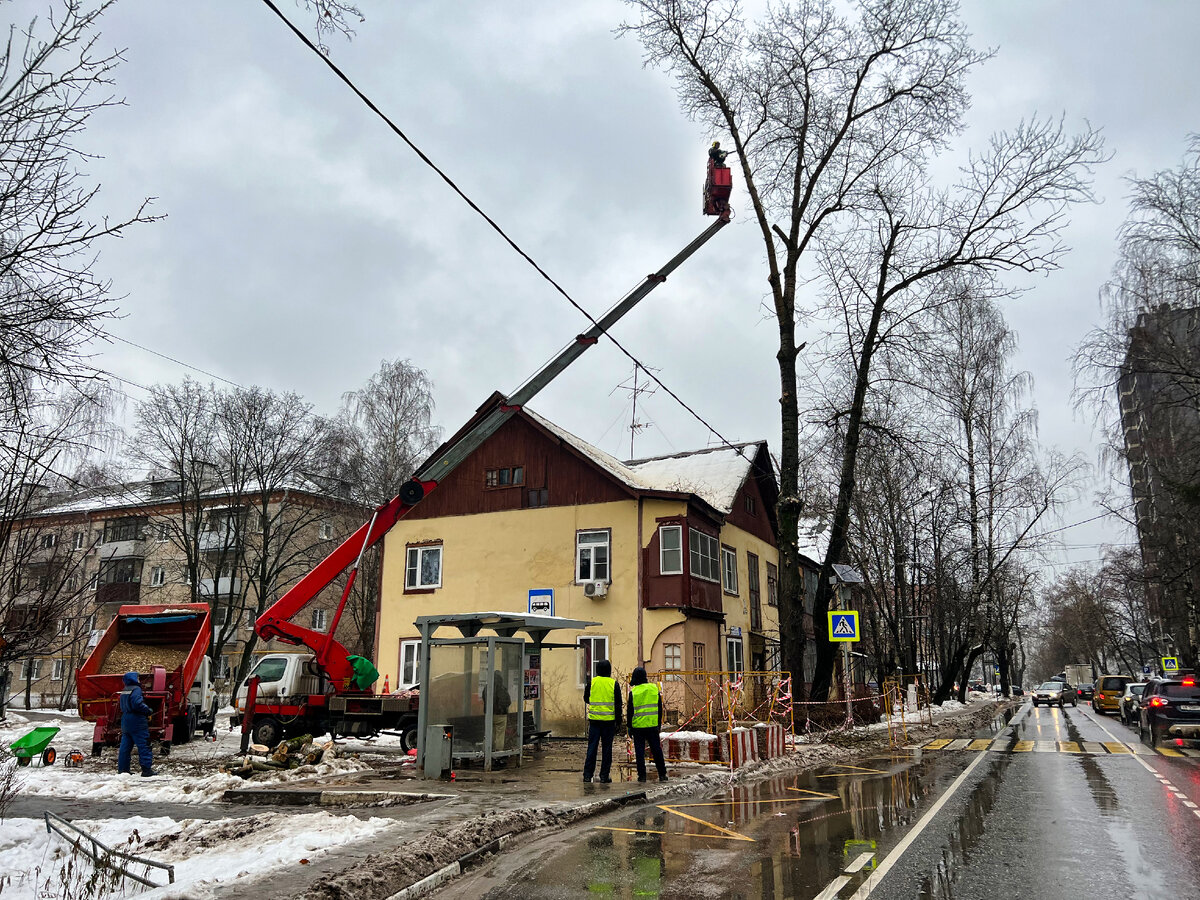 Особенности спила деревьев зимой | Arboristics.ru | Дзен