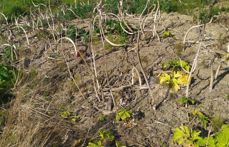    Способность борщевика Сосновского создавать почвенный банк семян требует строгого гербицидного контроля