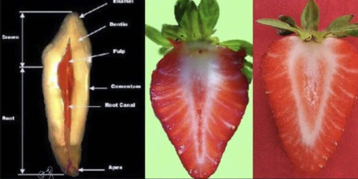 Фрукты похожи на органы. Фрукты и овощи в разрезе. Фрукты и овощи похожие на органы. Фрукты в разрезе. Клубника срез.