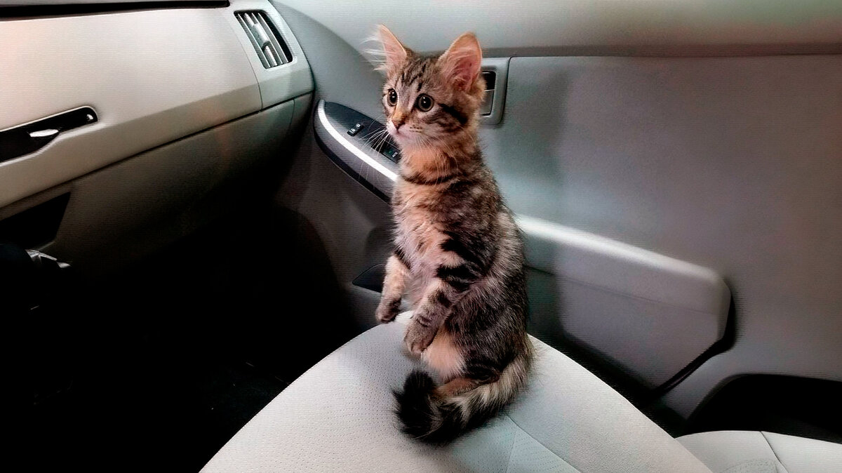 источник фото: i01.fotocdn.net