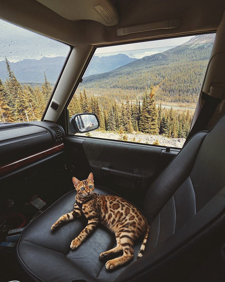 Кошачья машина